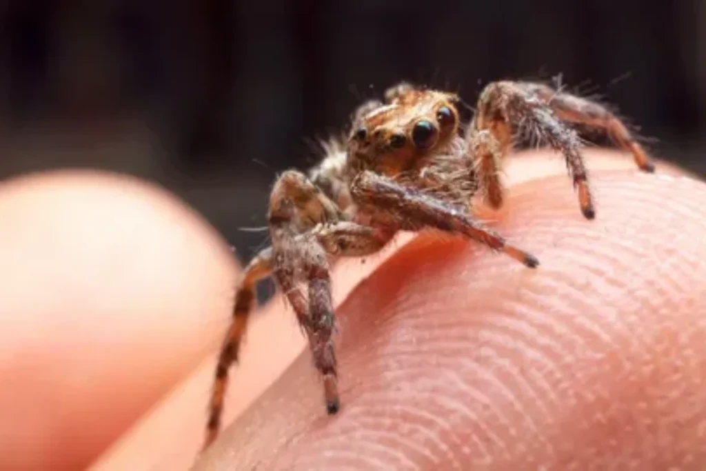 spiritual-meanings-of-the-jumping-spiders