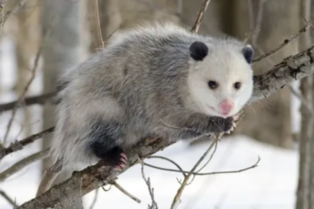 spiritual-meanings-when-a-possum-crosses-your-path