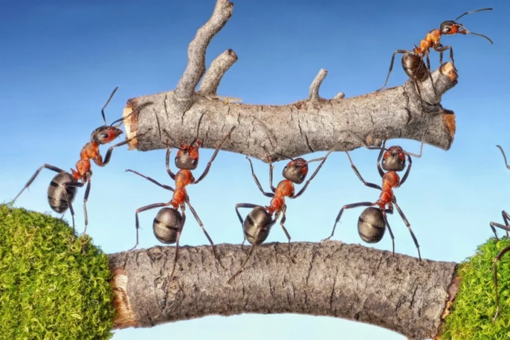 spiritual-messages-ants-bring-into-your-home