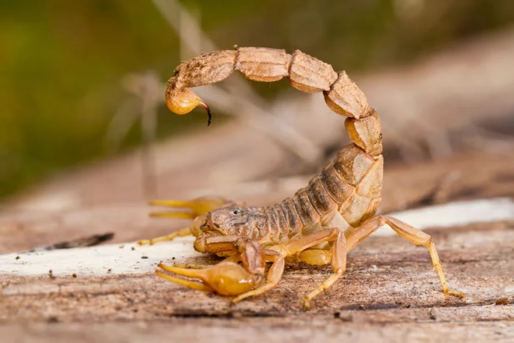 spiritual-symbolism-of-scorpions