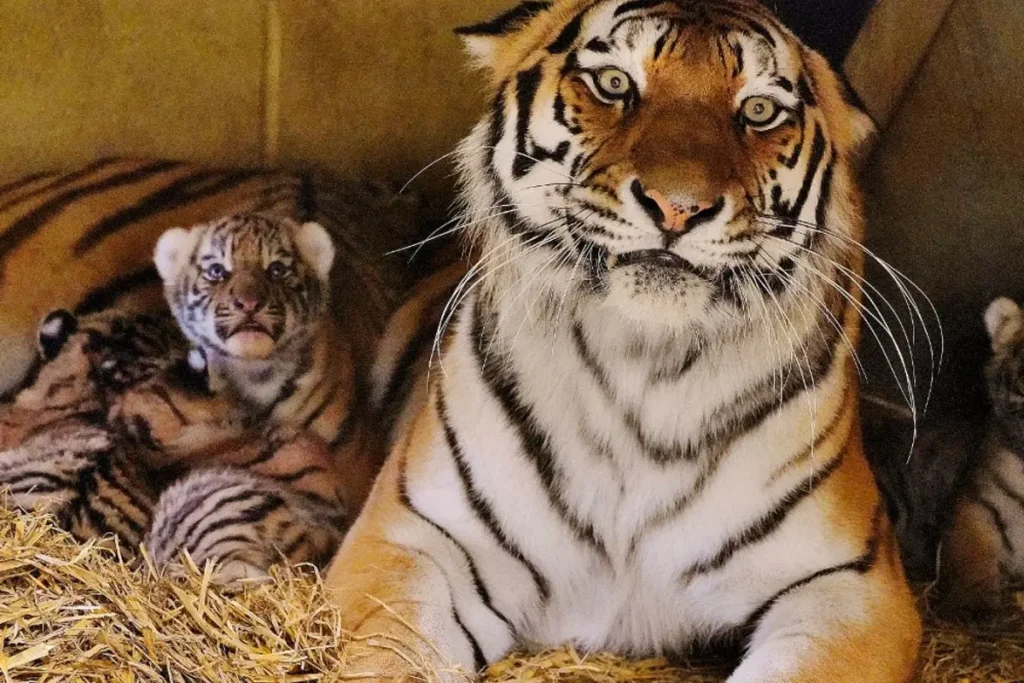 tiger-cub-dream-meaning-by-color