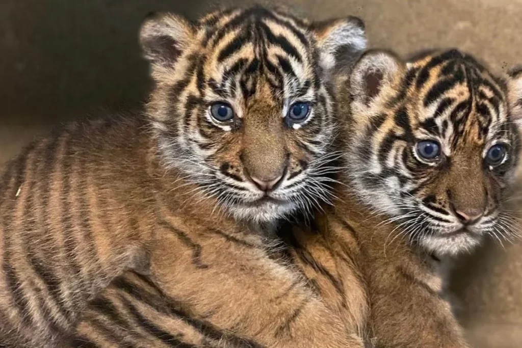 tiger-cub-dream-scenarios
