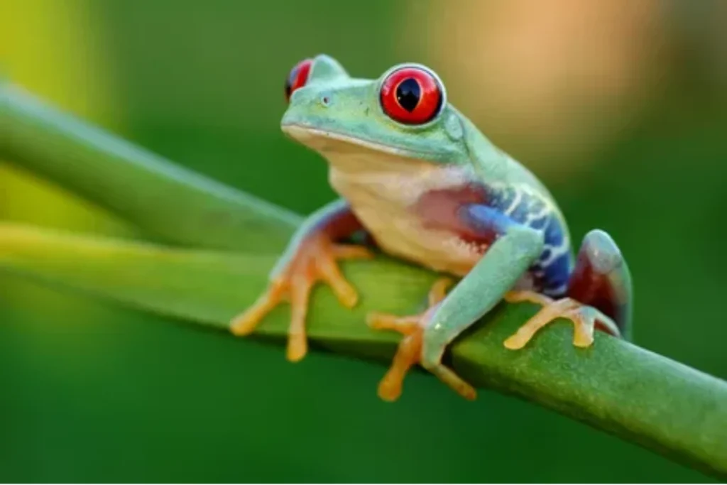 what-are-dream-frogs