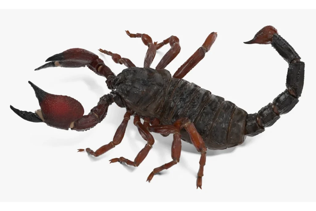 what-color-is-the-scorpion