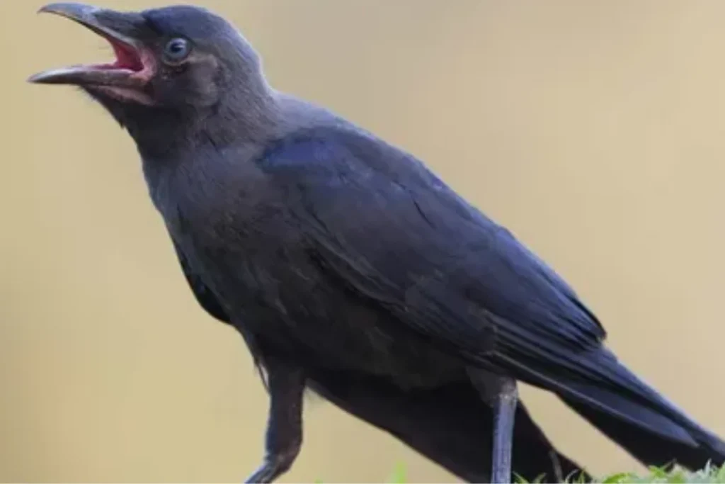 what-crows-cawing-in-the-morning-really-means