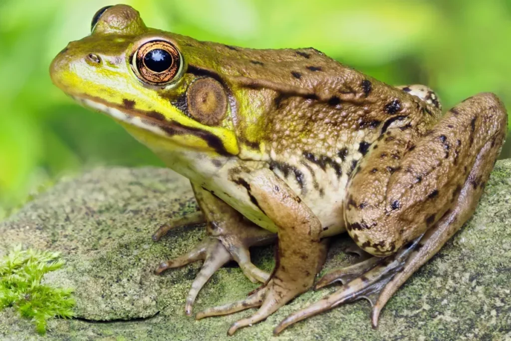 what-do-dream-frogs-symbolize