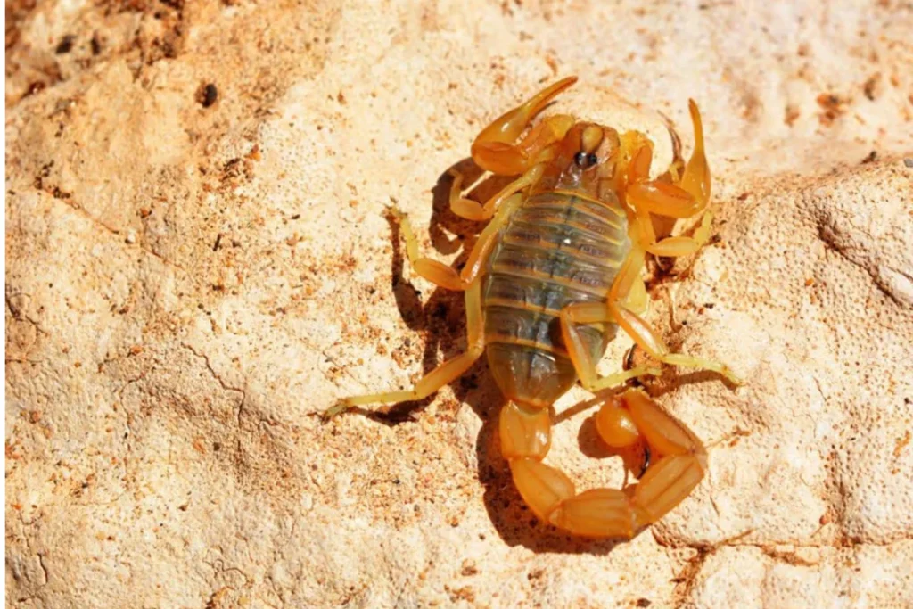 what-does-a-scorpion-in-a-dream-mean-spiritually