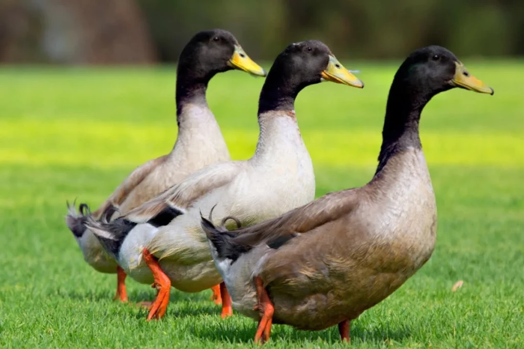 what-does-duck-spiritual-meaning
