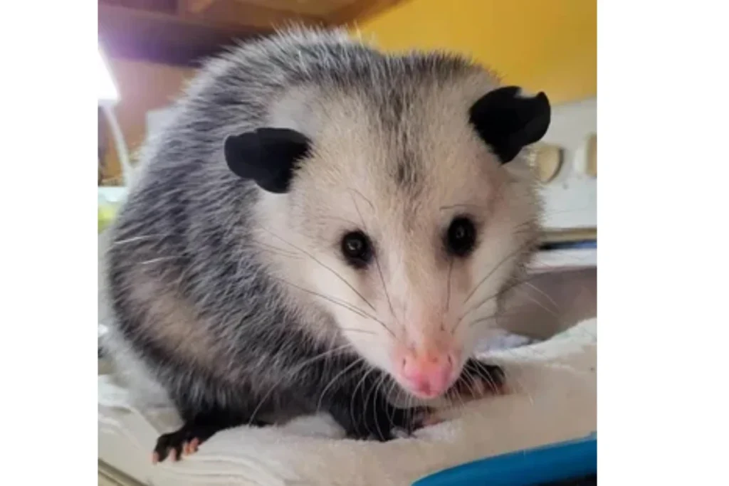 what-does-it-mean-if-a-possum-crosses-your-path-twice