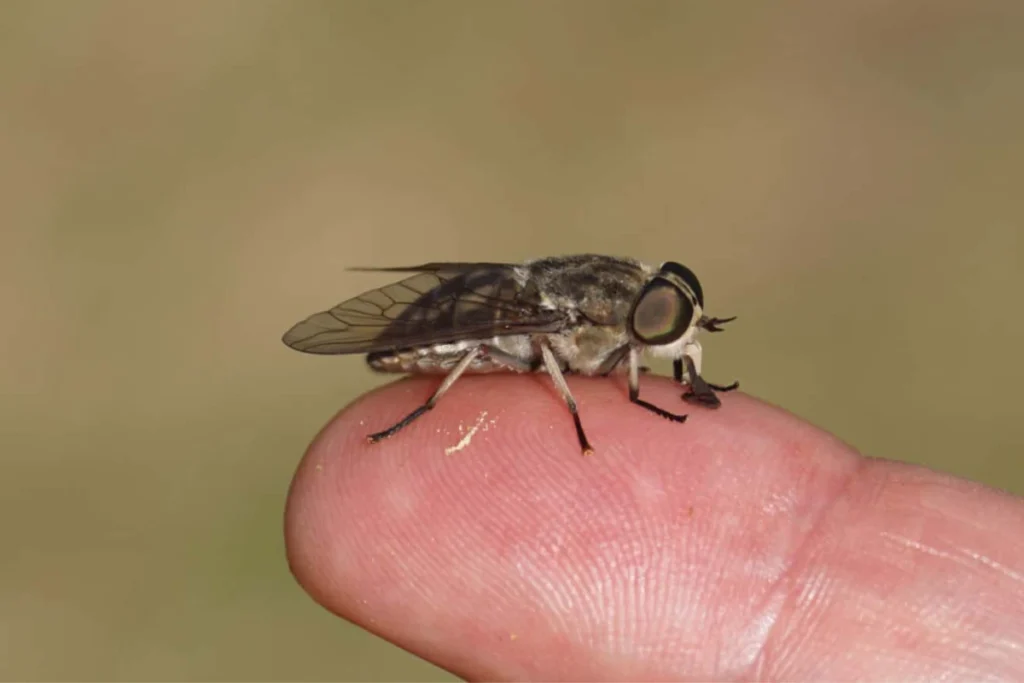 what-does-it-mean-when-a-horse-fly-appears-to-you
