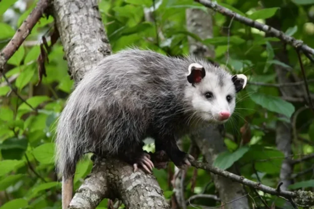 what-does-it-mean-when-a-possum-crosses-your-path