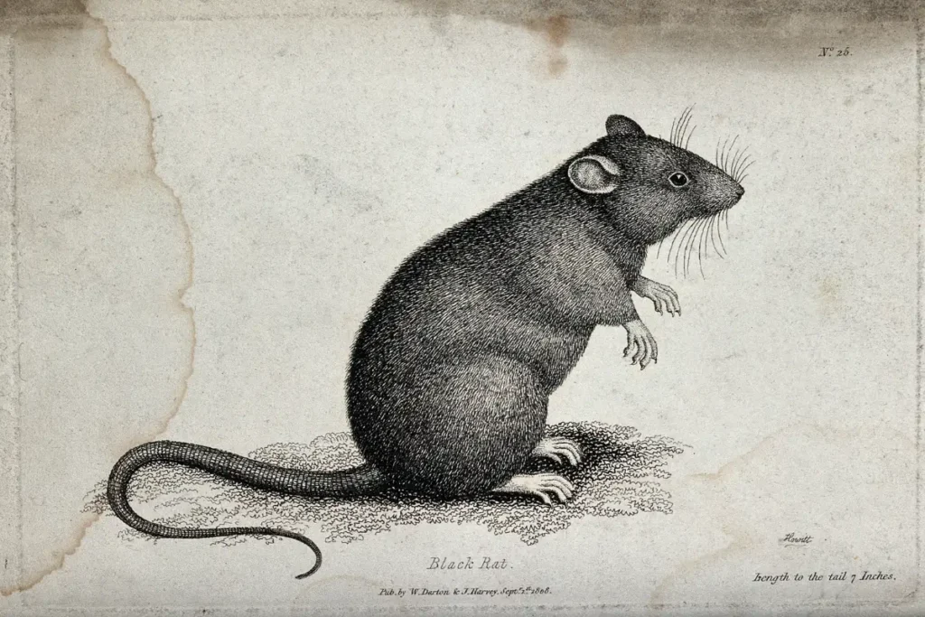 what-does-it-mean-when-a-rat-crosses-your-path-at-night