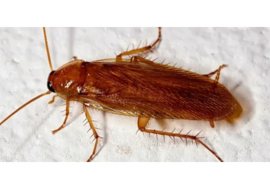 what-does-it-mean-when-you-see-a-cockroach (1)
