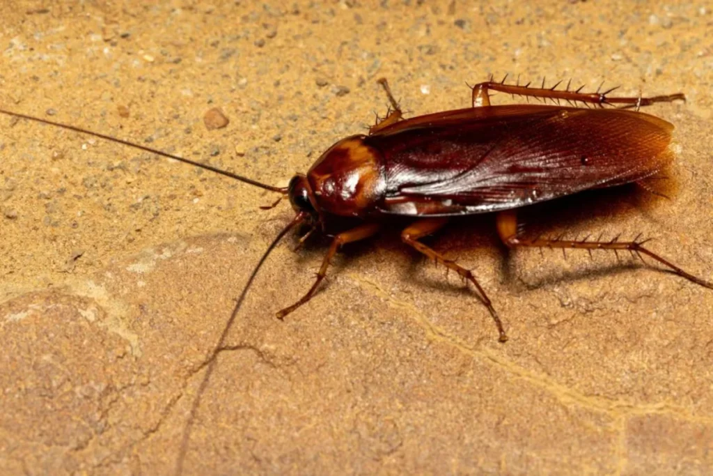 what-does-it-mean-when-you-see-a-cockroach