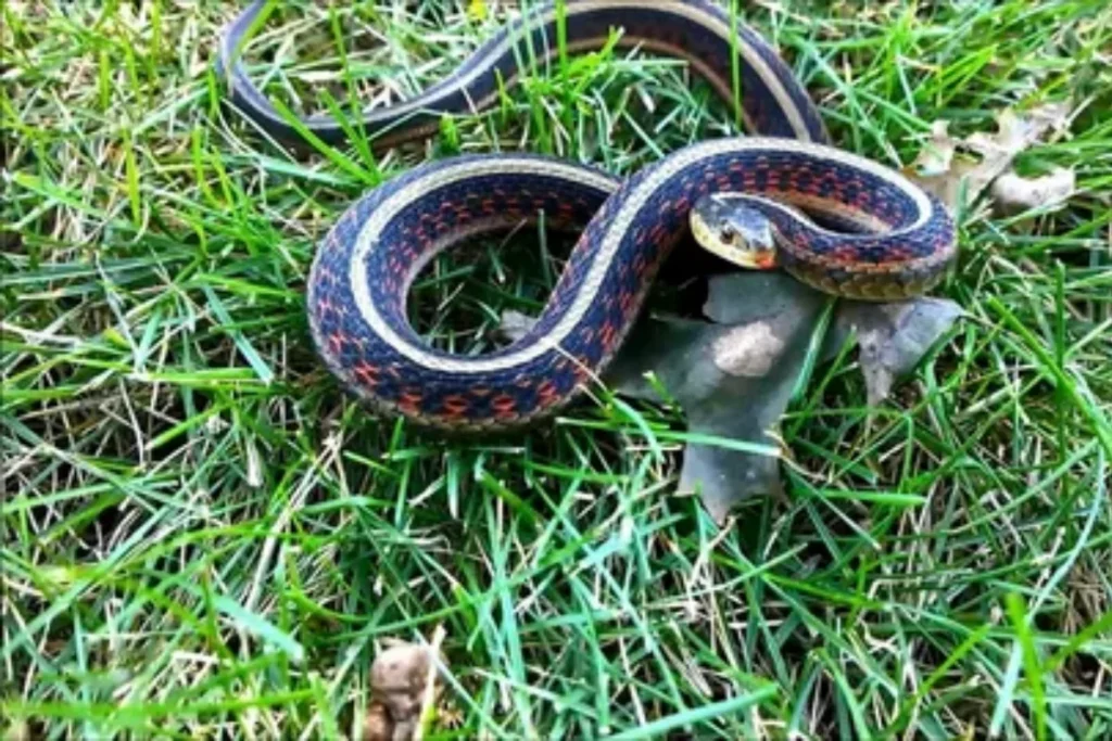 what-does-it-mean-when-you-see-a-garter-snake