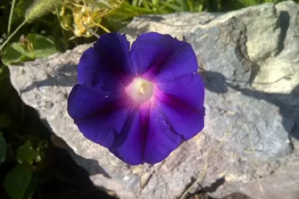 what-does-morning-glory-symbolize