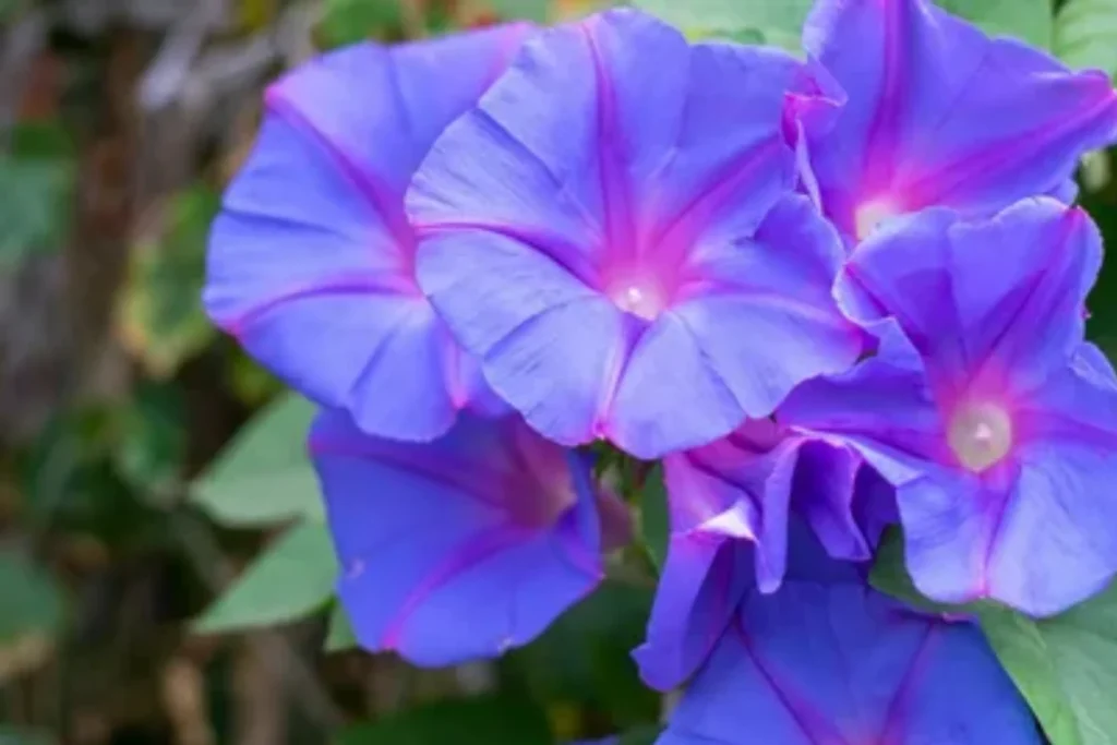 what-does-the-bible-say-about-morning-glory