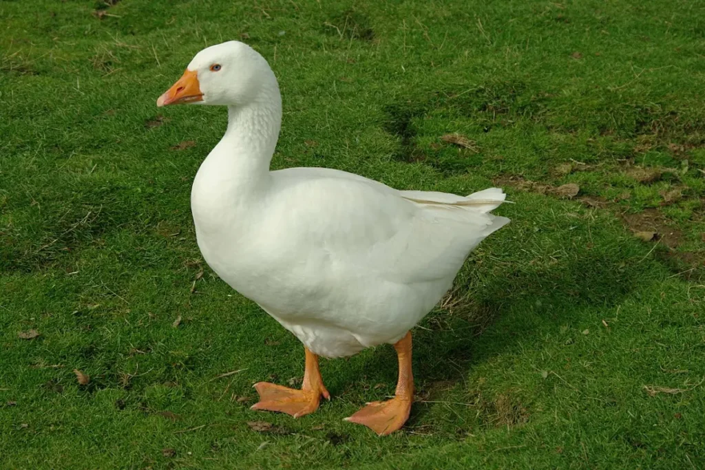 what-does-the-goose-spiritual-meaning