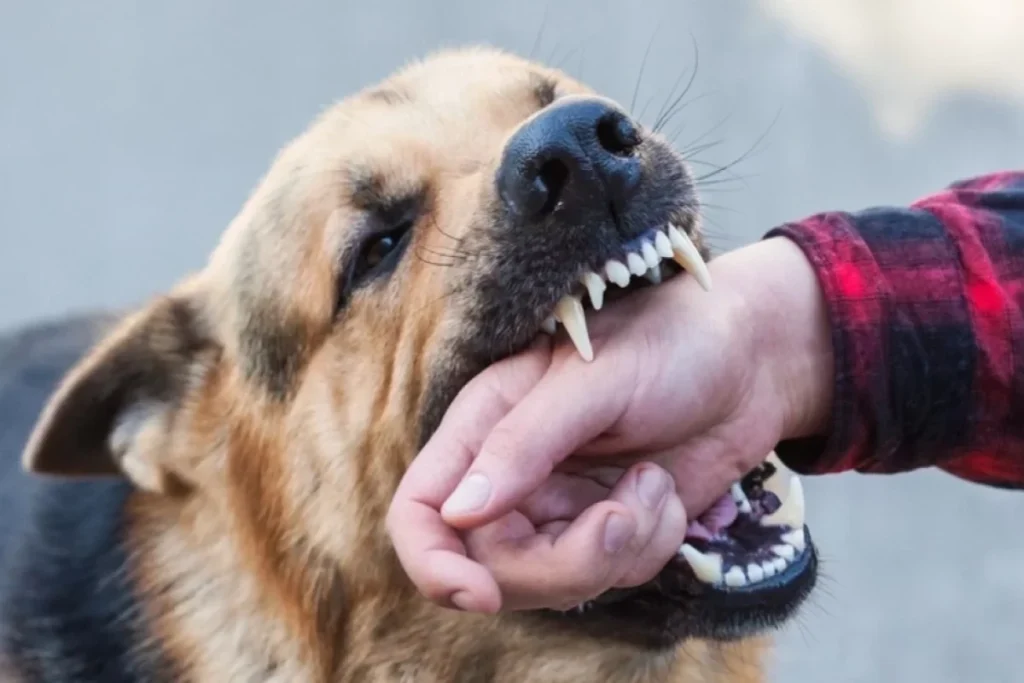 what-dog-biting-in-dream-hindu-meaning