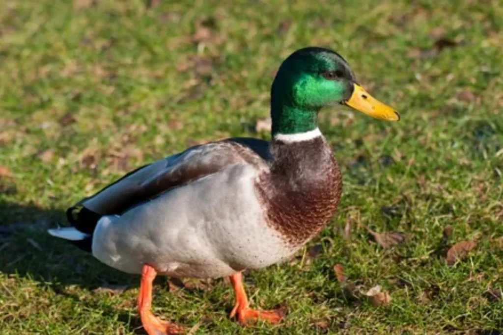 what-ducks-symbolize-spiritually