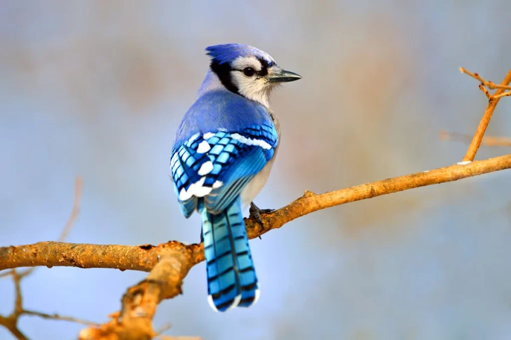 what-is-a-blue-jay-feather