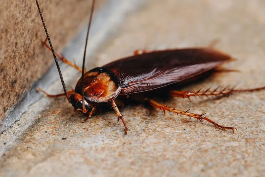 what-is-cockroach-symbolism