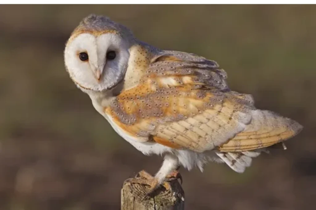 what-is-the-barn-owl-spiritual-meaning
