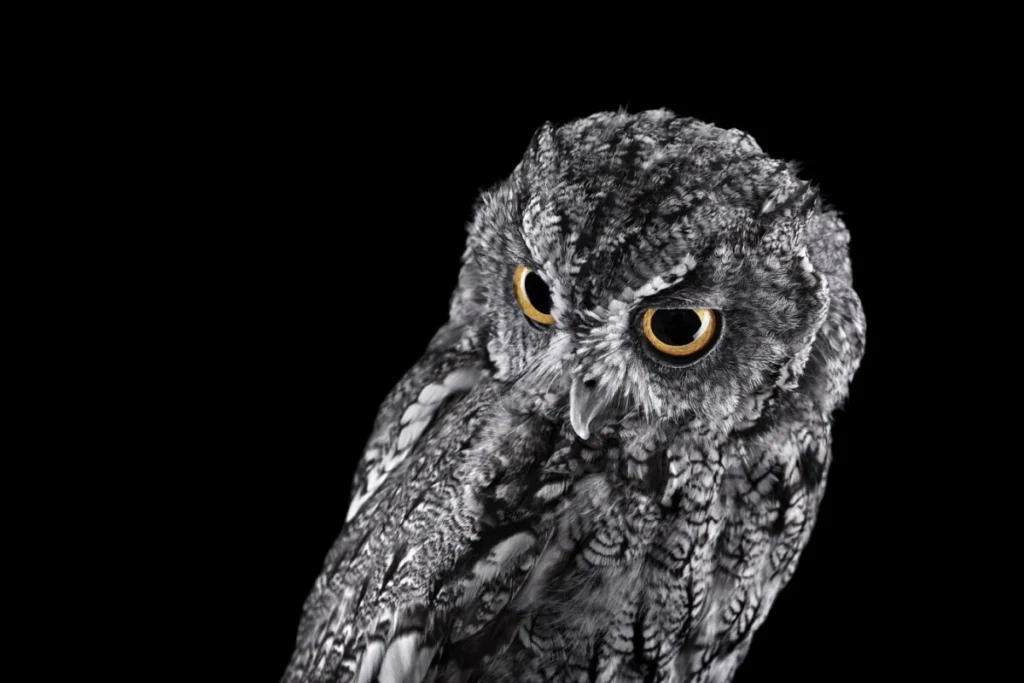 what-is-the-black-owl-spiritual-meaning