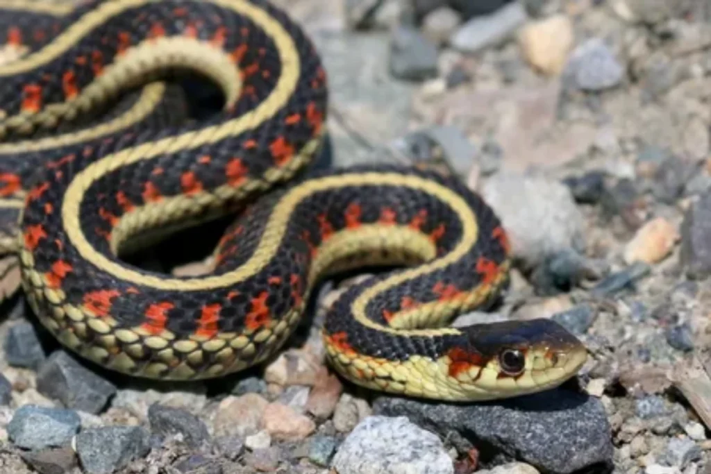 what-is-the-garter-snake-spiritual-meaning