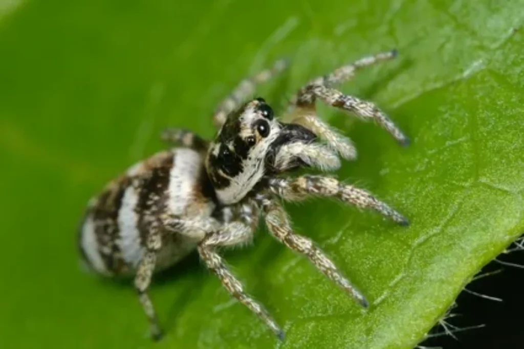 what-is-the-jumping-spider-spiritual-meaning