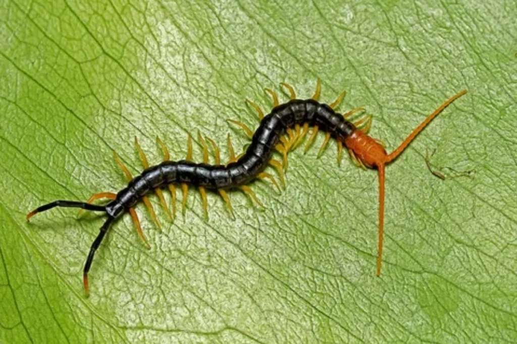 what-is-the-spiritual-meaning-of-a-centipede