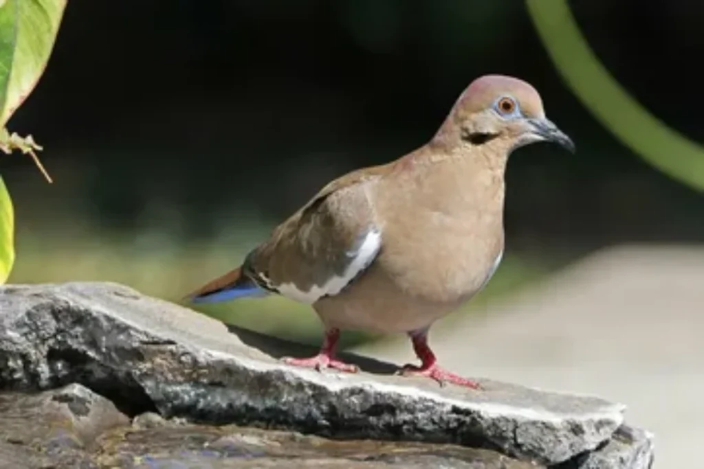 what-is-the-spiritual-meaning-of-a-dove