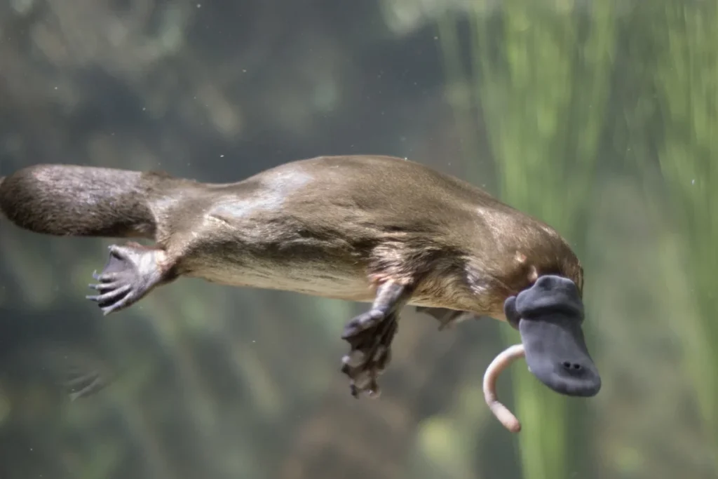 what-is-the-spiritual-meaning-of-a-platypus