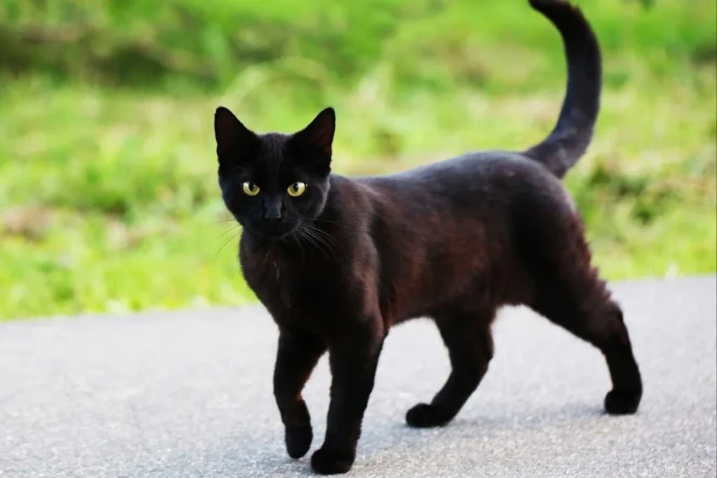 what-it-means-spiritually-when-a-black-cat-crosses-your-path