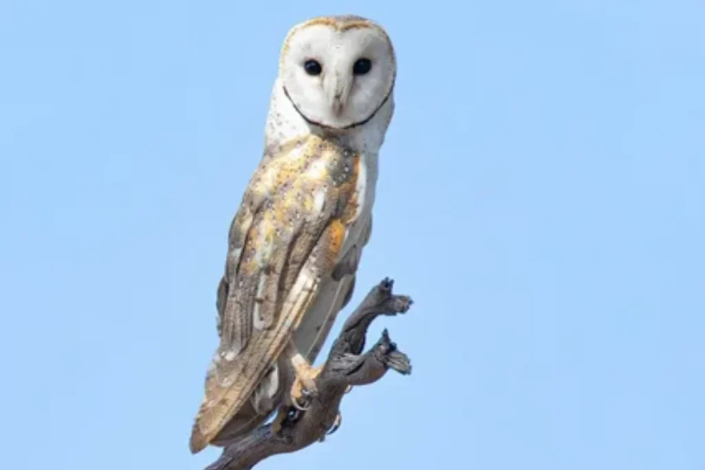 what-it-means-when-a-barn-owl-crosses-your-path