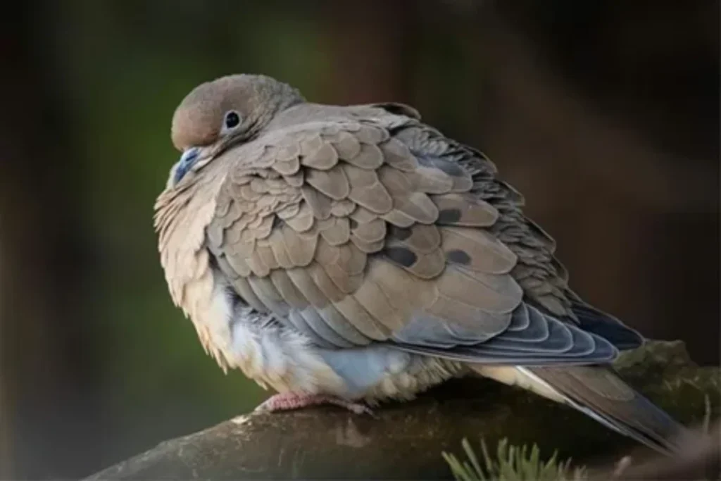 what-it-means-when-you-see-a-dove