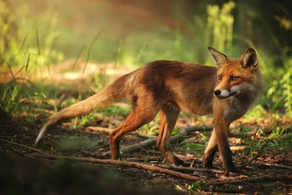 what-it-means-when-you-see-a-fox