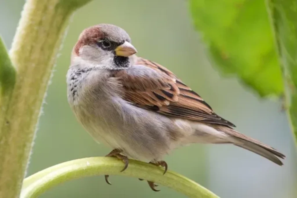 what-sparrow-entering-house-meaning