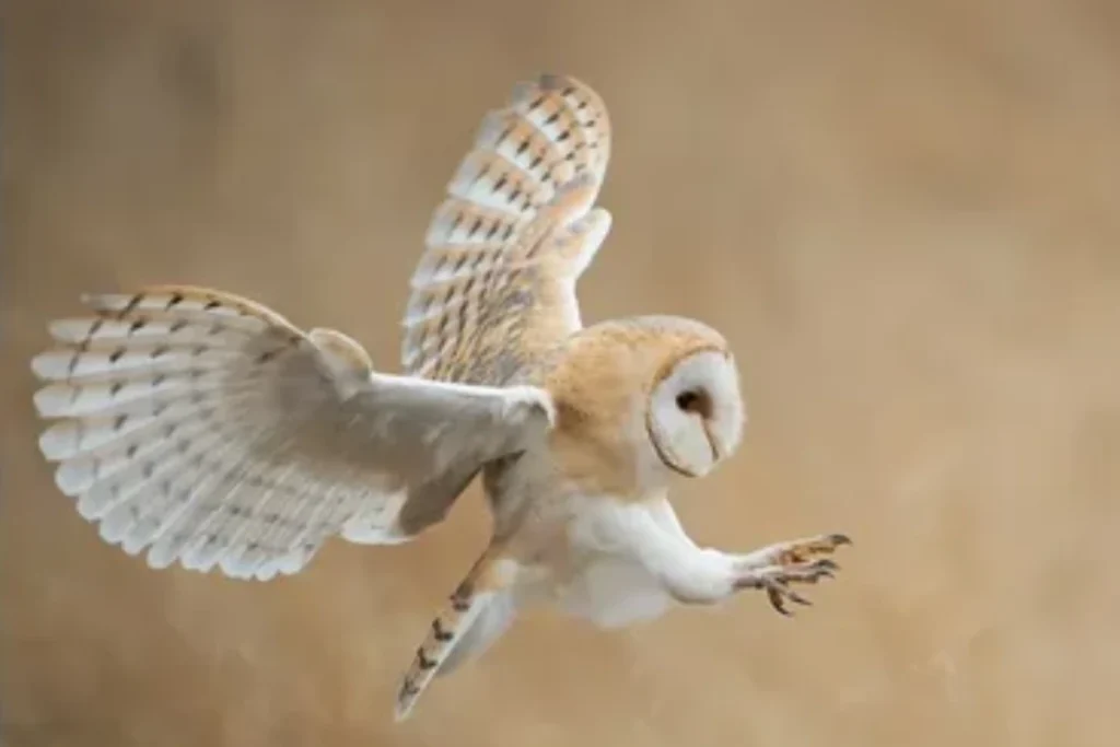 what-the-barn-owl-symbolizes