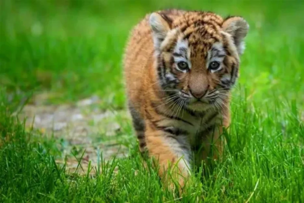 what-tiger-cubs-symbolize-in-dreams