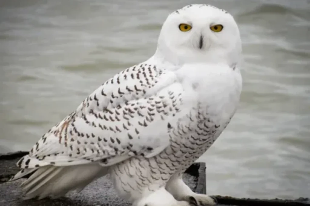 white-owl-spiritual-meaning-at-night