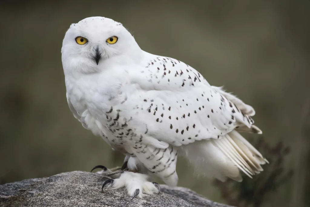 white-owl-symbolism