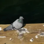 bird-poop-meaning
