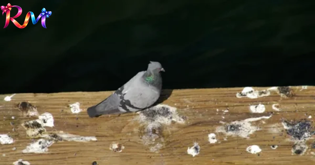 bird-poop-meaning