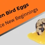 broken-bird-eggs