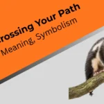 possum-crossing-your-path-spiritual-meaning-symbolism