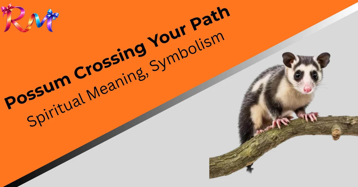 possum-crossing-your-path-spiritual-meaning-symbolism