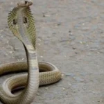 snake-at-your-door-shocking-spiritual-messages