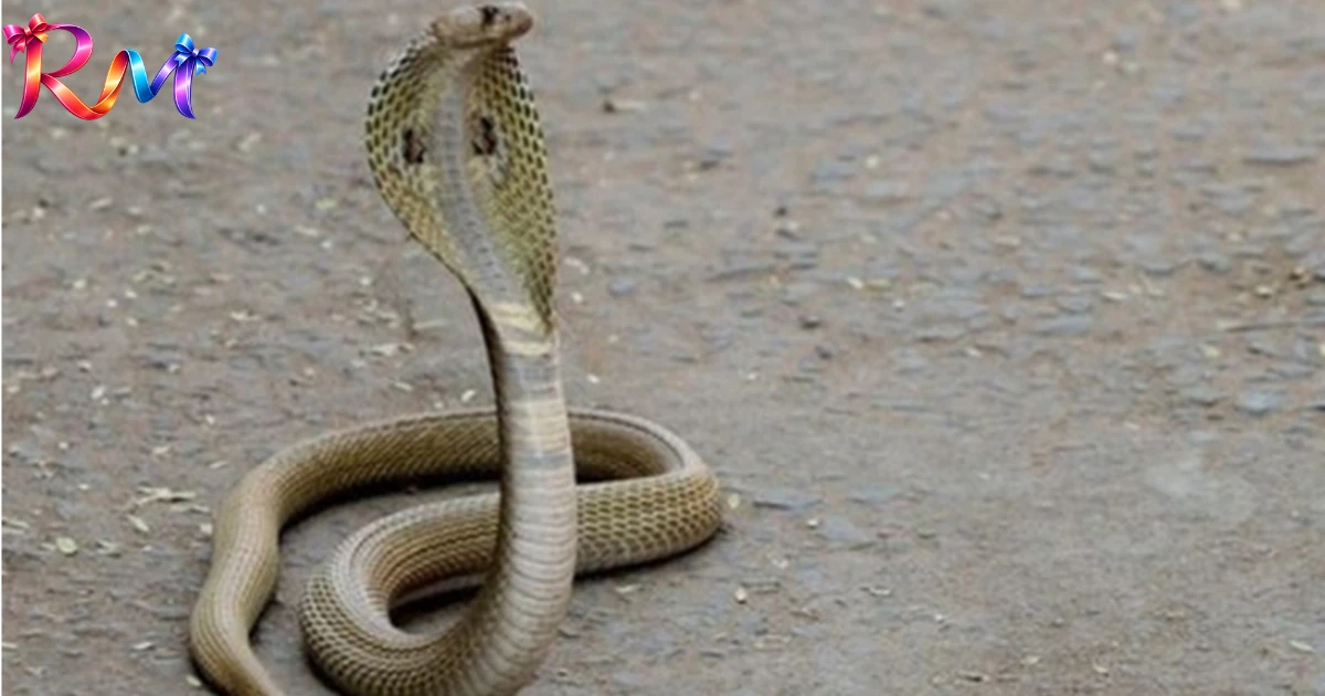 snake-at-your-door-shocking-spiritual-messages
