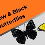 yellow-black-butterflies